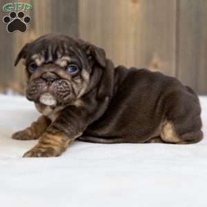 Chanel Cocoa, English Bulldog Puppy